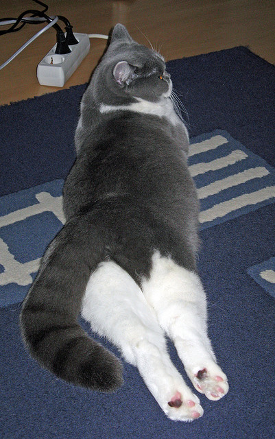 东方与西方，两场逆转中的体育美学