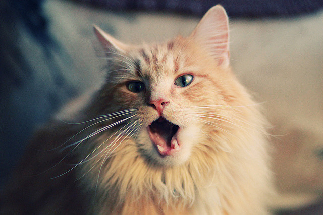 舌尖上的绿茵，法国队如何用一道黄鸭双脆轻取德国战车