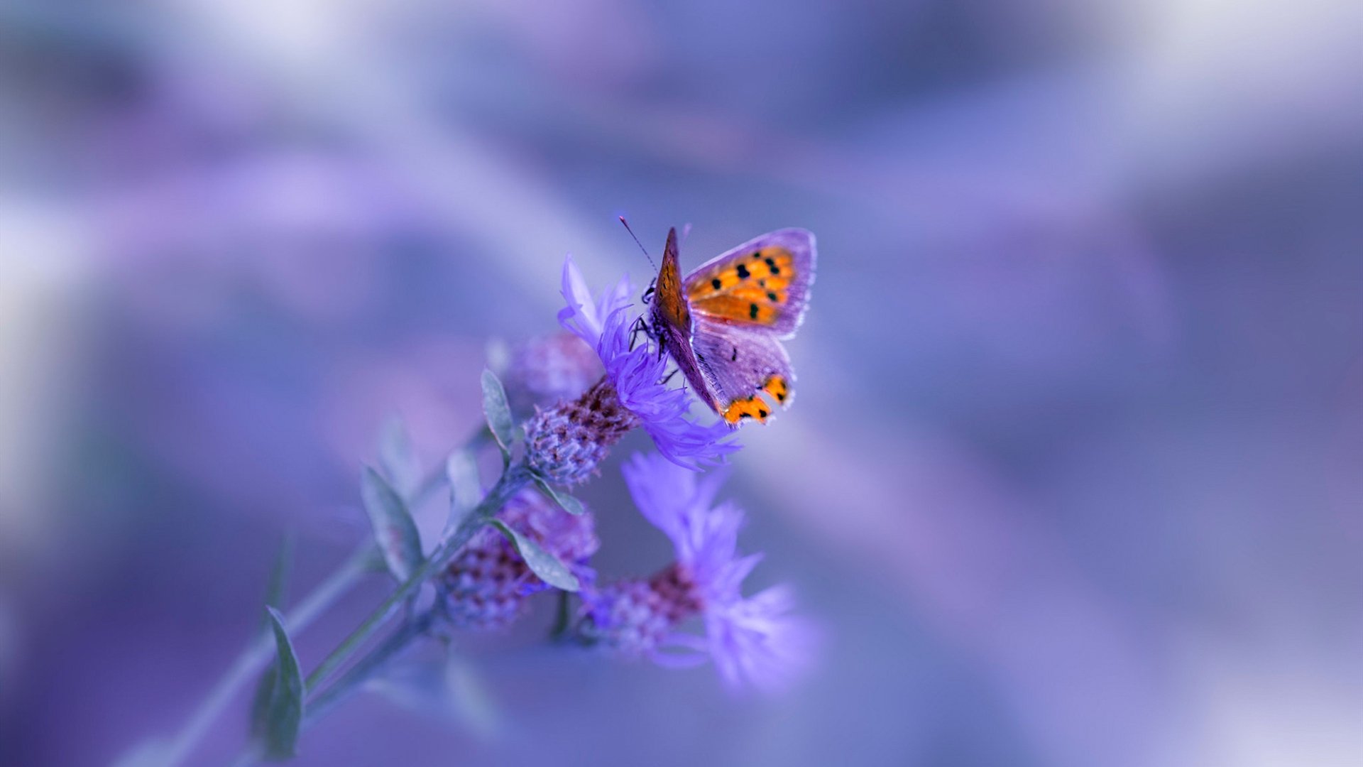 爱游戏入口-红土之王无赦之地，法网与拉沃尔杯，纳达尔的双重统治宣言