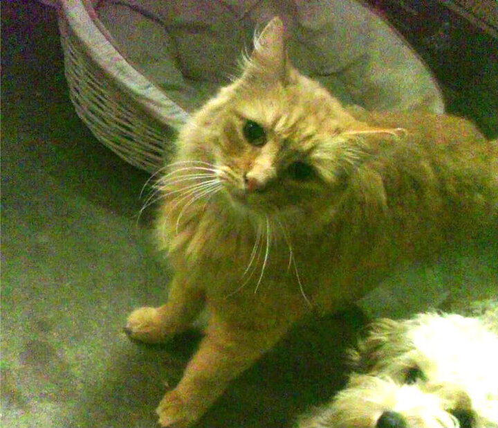 红土圣殿的归位，纳达尔在蒙特卡洛的家园式胜利，如何让ATP总决赛的荣耀黯然失色？