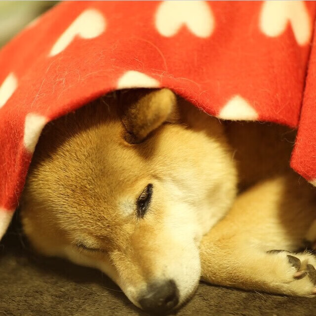 当美网的火焰击败戴维斯杯的冰川，纳达尔的选择如何惊艳了世界