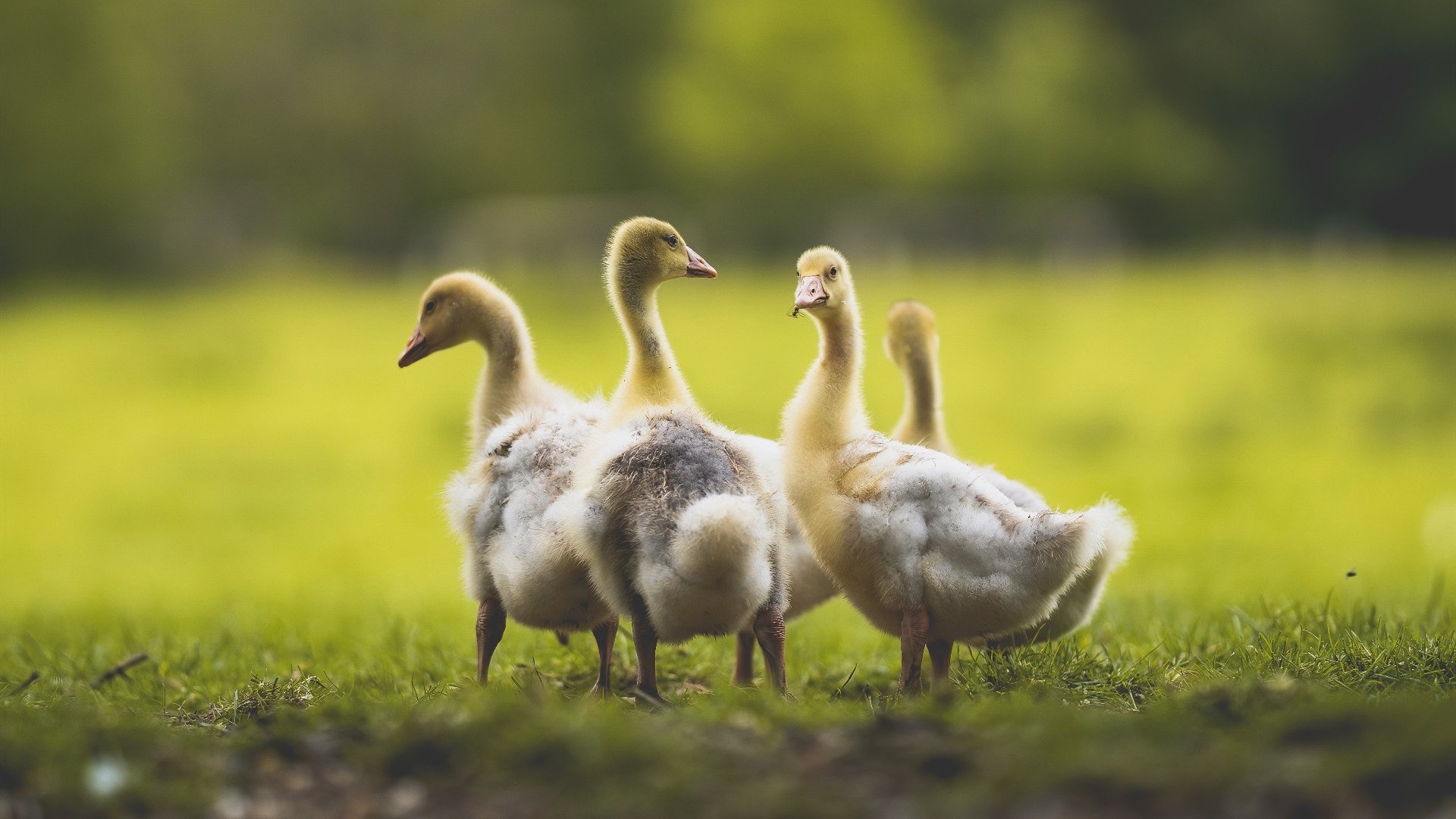 赛道上的末节之王，日本车手压哨绝杀，F1揭幕战惊现亚洲风暴