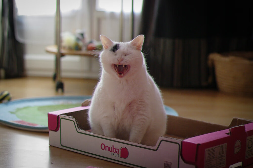 新王登基！北欧铁骑碾过奥地利，京多安打出唯一性生涯之夜