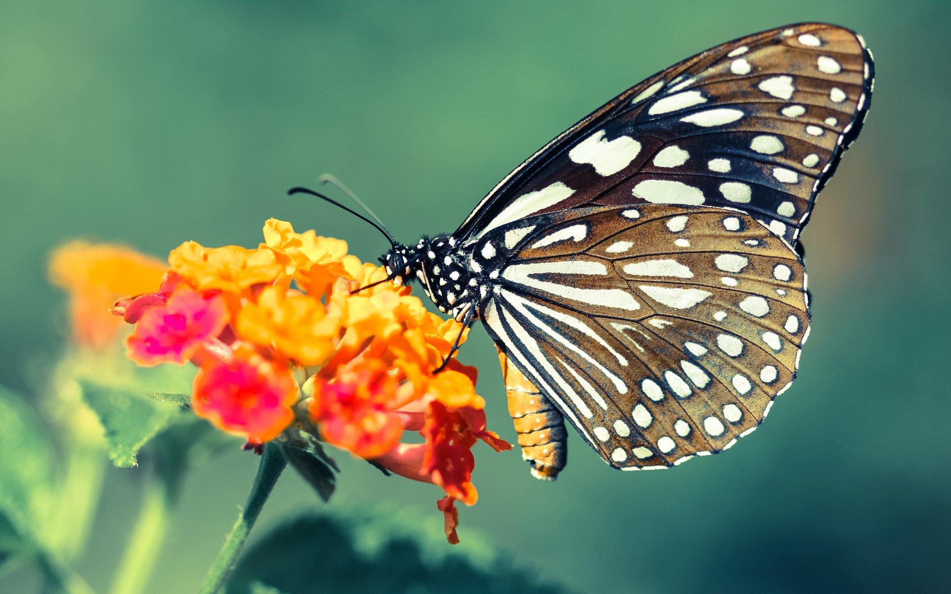 奥斯梅恩梅开二度引爆全场，马德里竞技友谊赛4-0碾压哥斯达黎加