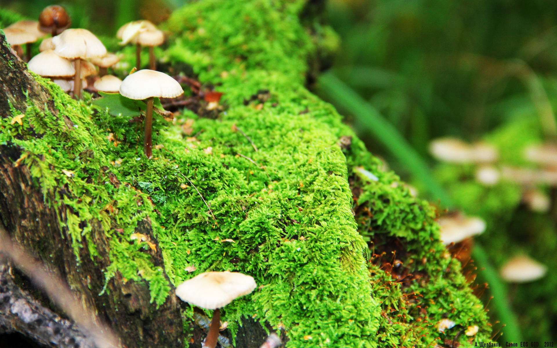 不熄的街道艺术家，罗德里戈与他的F1街道赛之夜