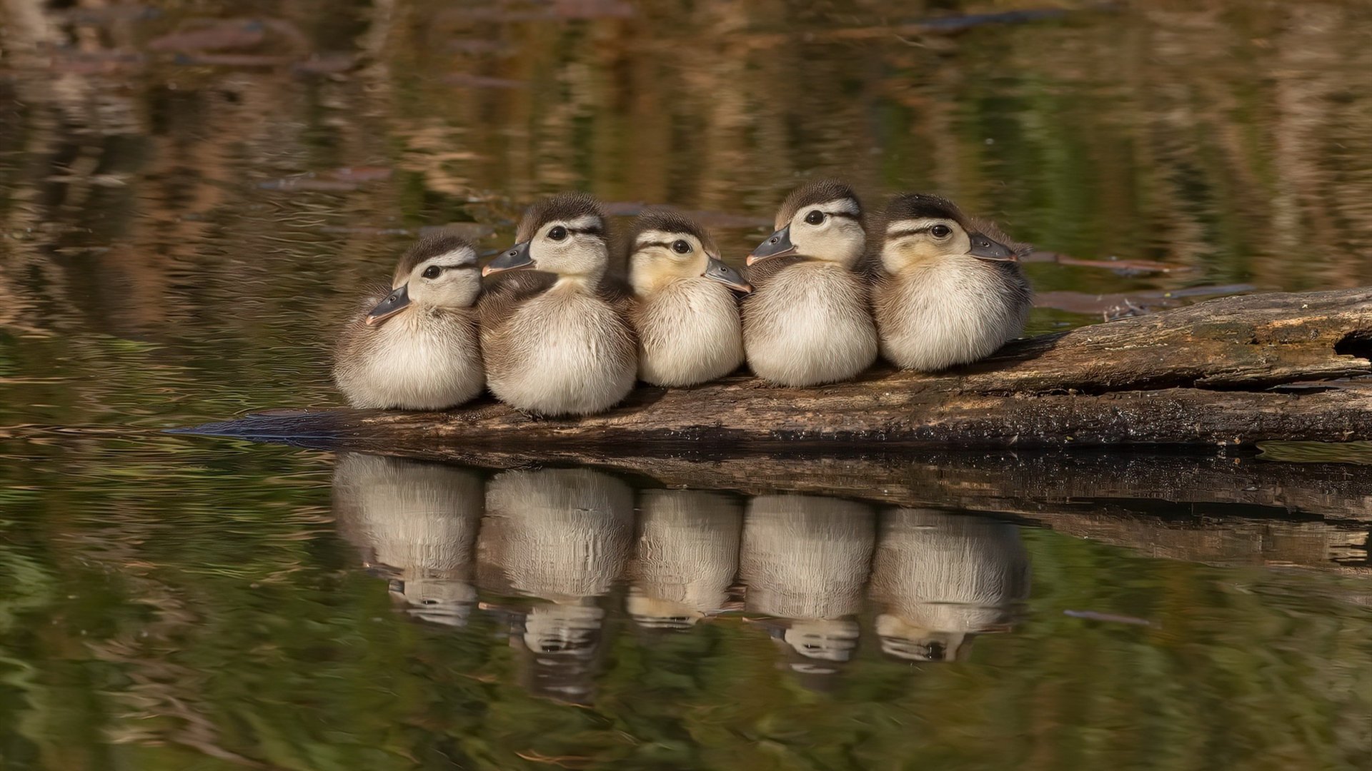 跨域统治,掘金四小时封喉洛城,德罗赞双加时接管大陆