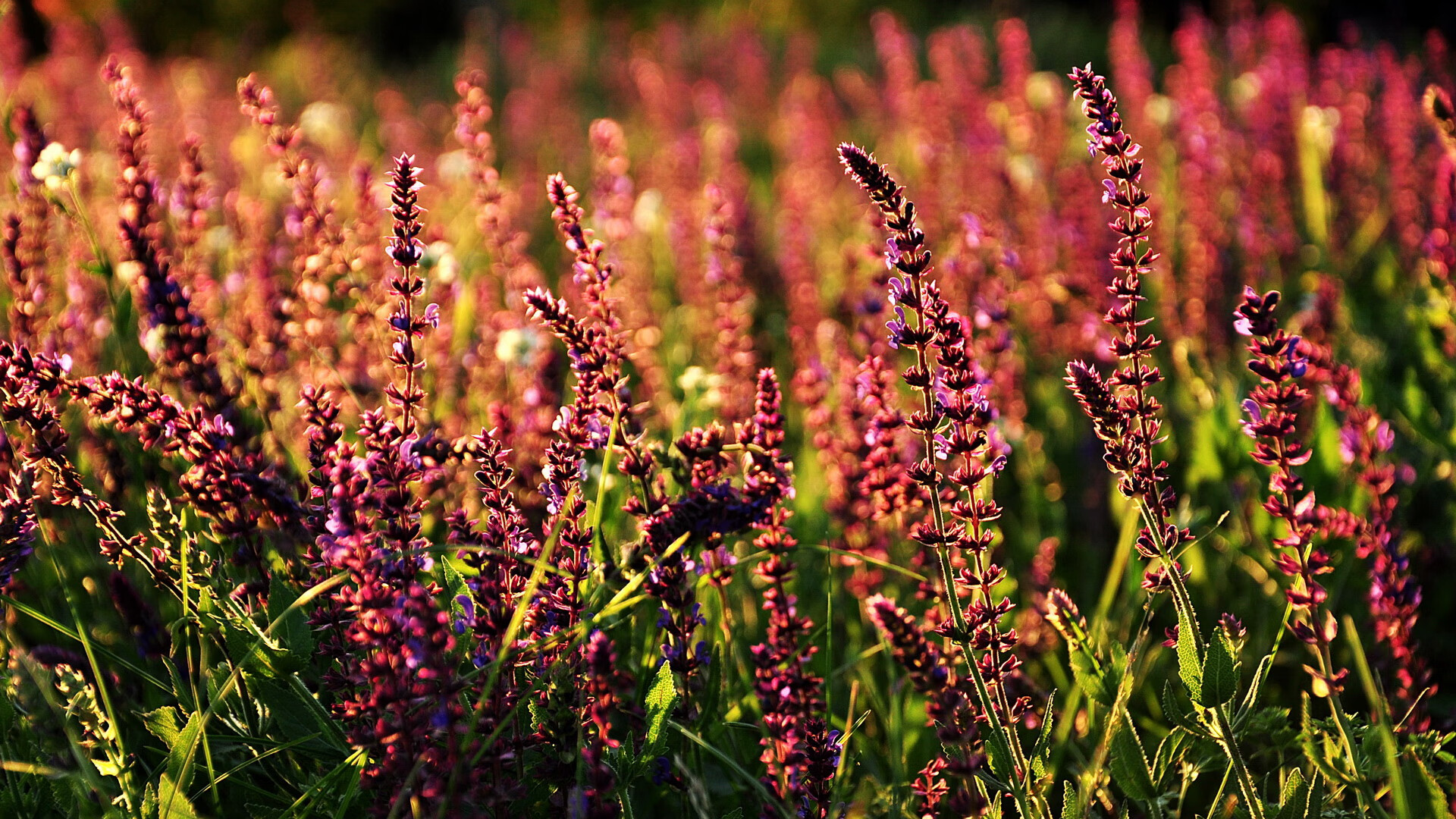 复盘，数据透视丹麦如何横扫中国，穆勒三局关键分成胜负手