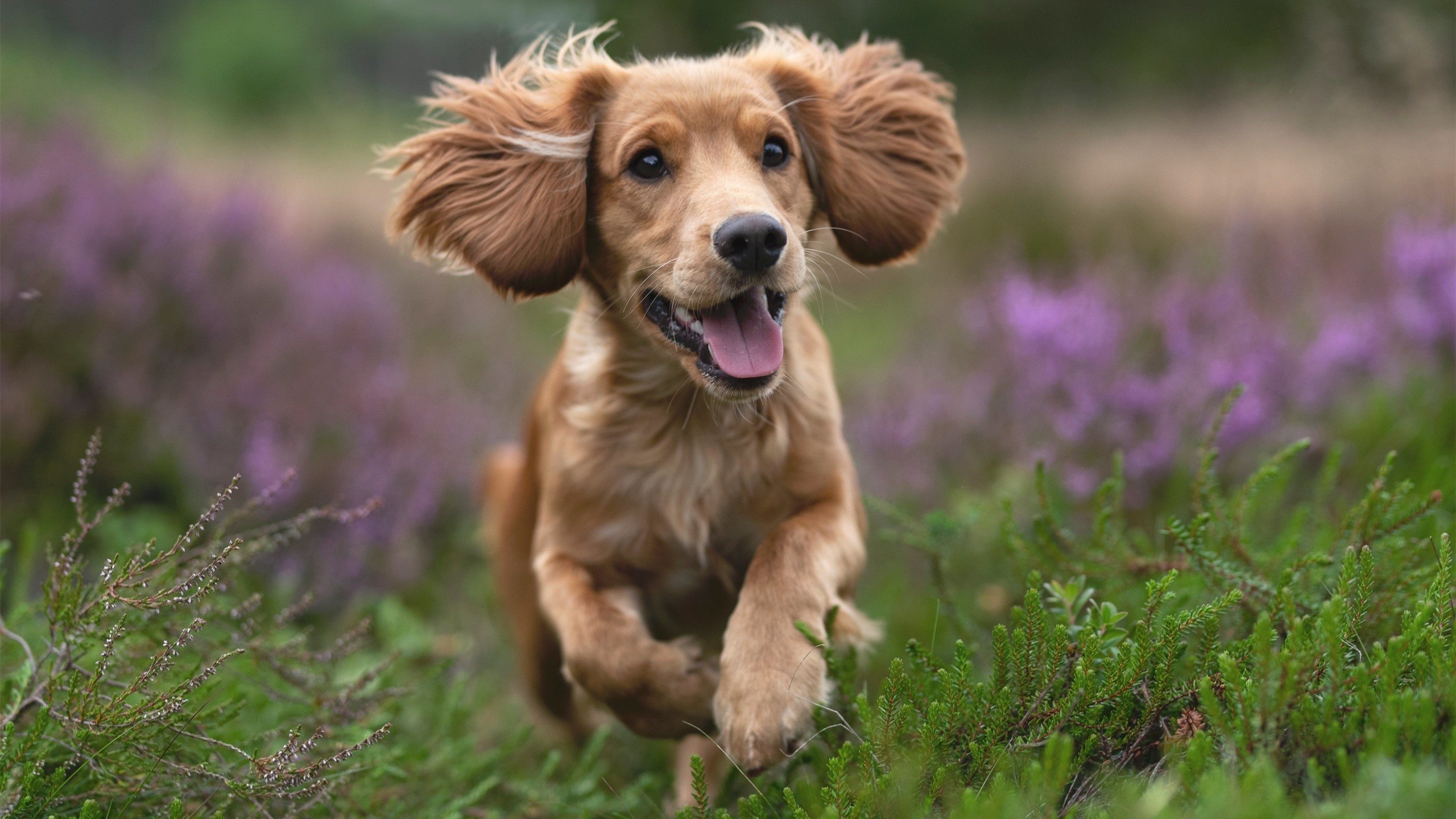 比利时电压血拼多特蒙德，罗德里戈化身攻防转换心脏