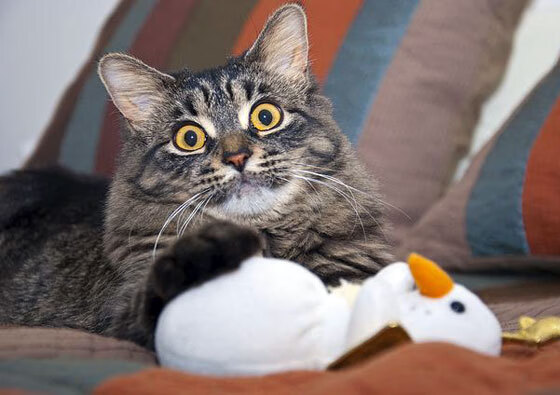 独舞者的乐章，厄德高用完美交响，让墨西哥森林淹没了英格兰的喧嚣