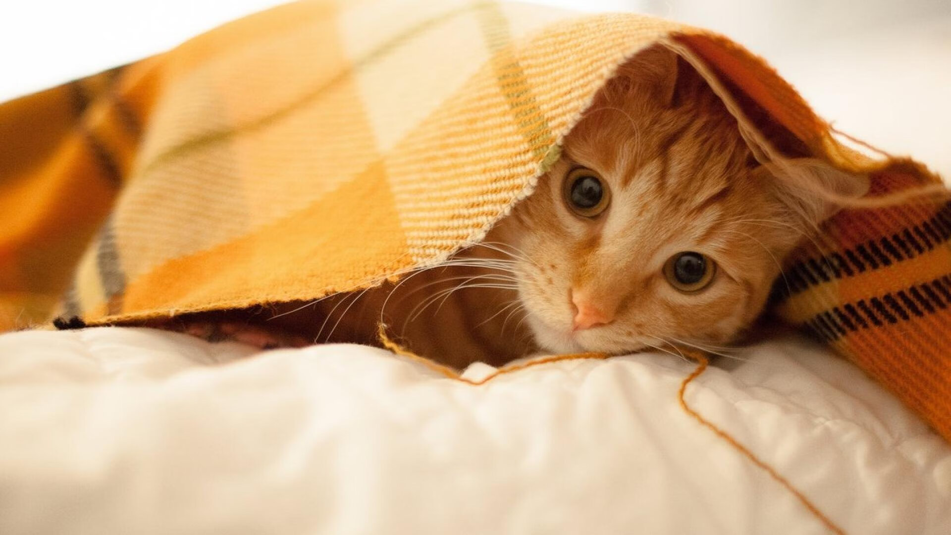 意甲焦点战之夜,克莱的完美发挥,铸就传奇时刻