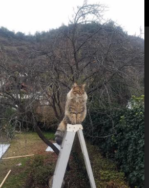 于无声处听惊雷,霍勒迪压力下的爆发与火箭的绝地反击