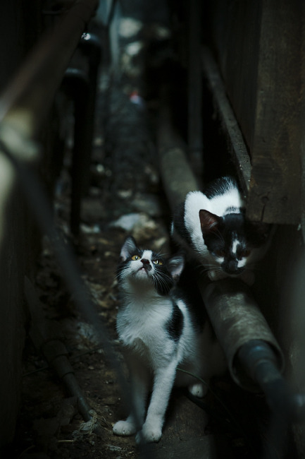 冰岛1:0哥伦比亚,弗拉霍维奇在雷克雅未克梅开二度的时空错位奇迹