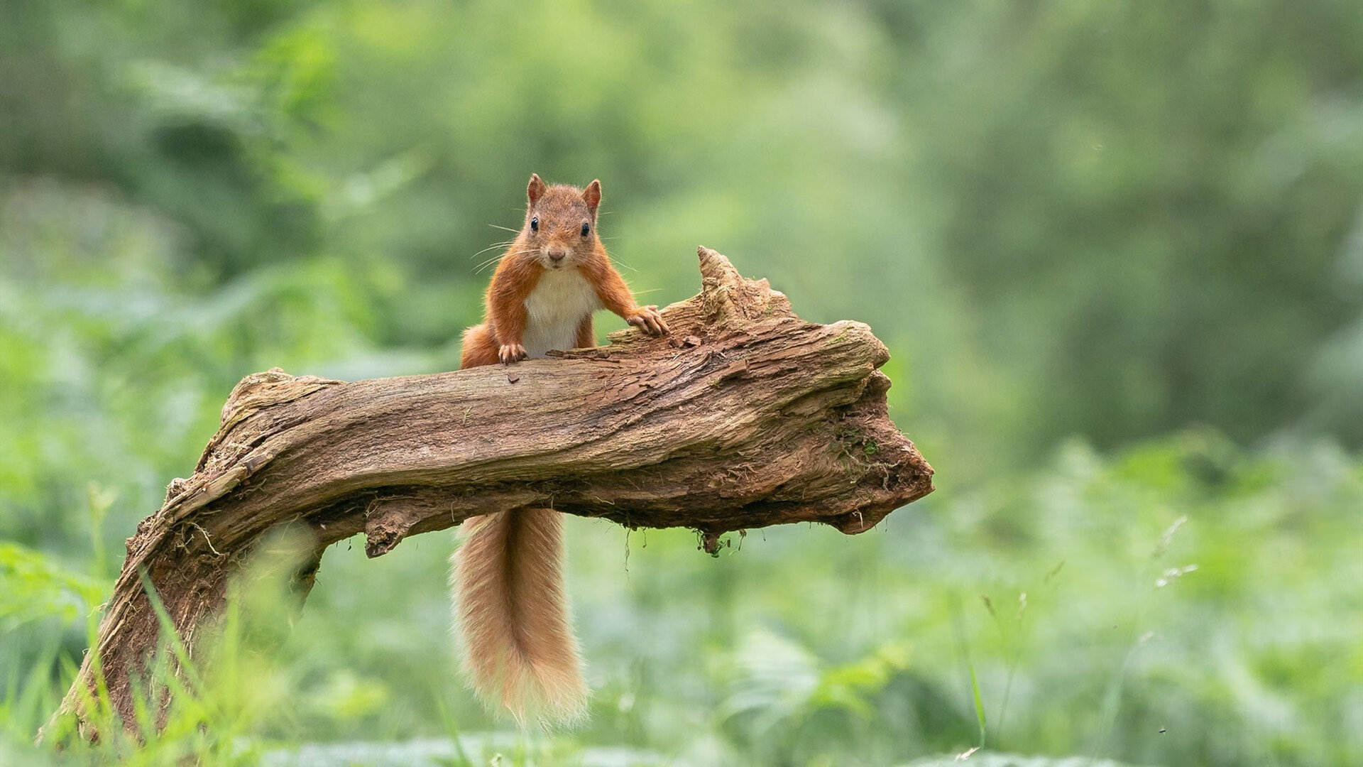 救世主与密码锁，当苏亚雷斯的个人英雄主义遭遇葡萄牙的精密方程式