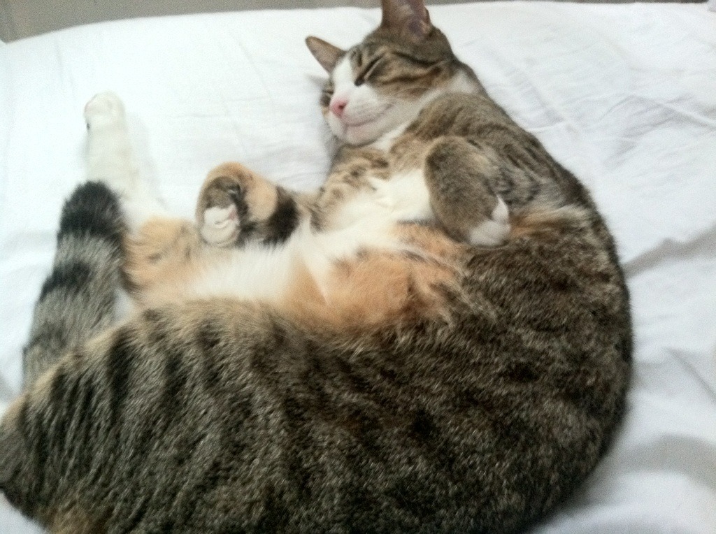 约基奇关键战不手软，森林狼压哨绝杀绿衫军，关键夜晚的两种王者表现