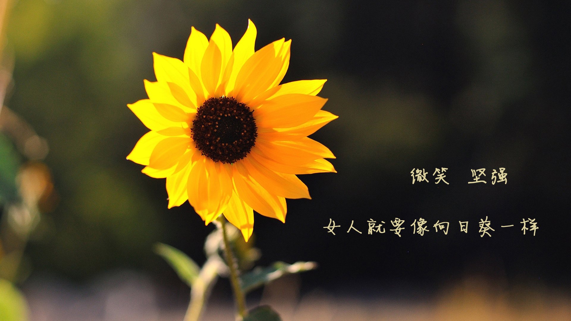 唯一的神迹,2026世界杯A组,当哥伦比亚的绝杀与C罗的致命一击穿越时空交叠